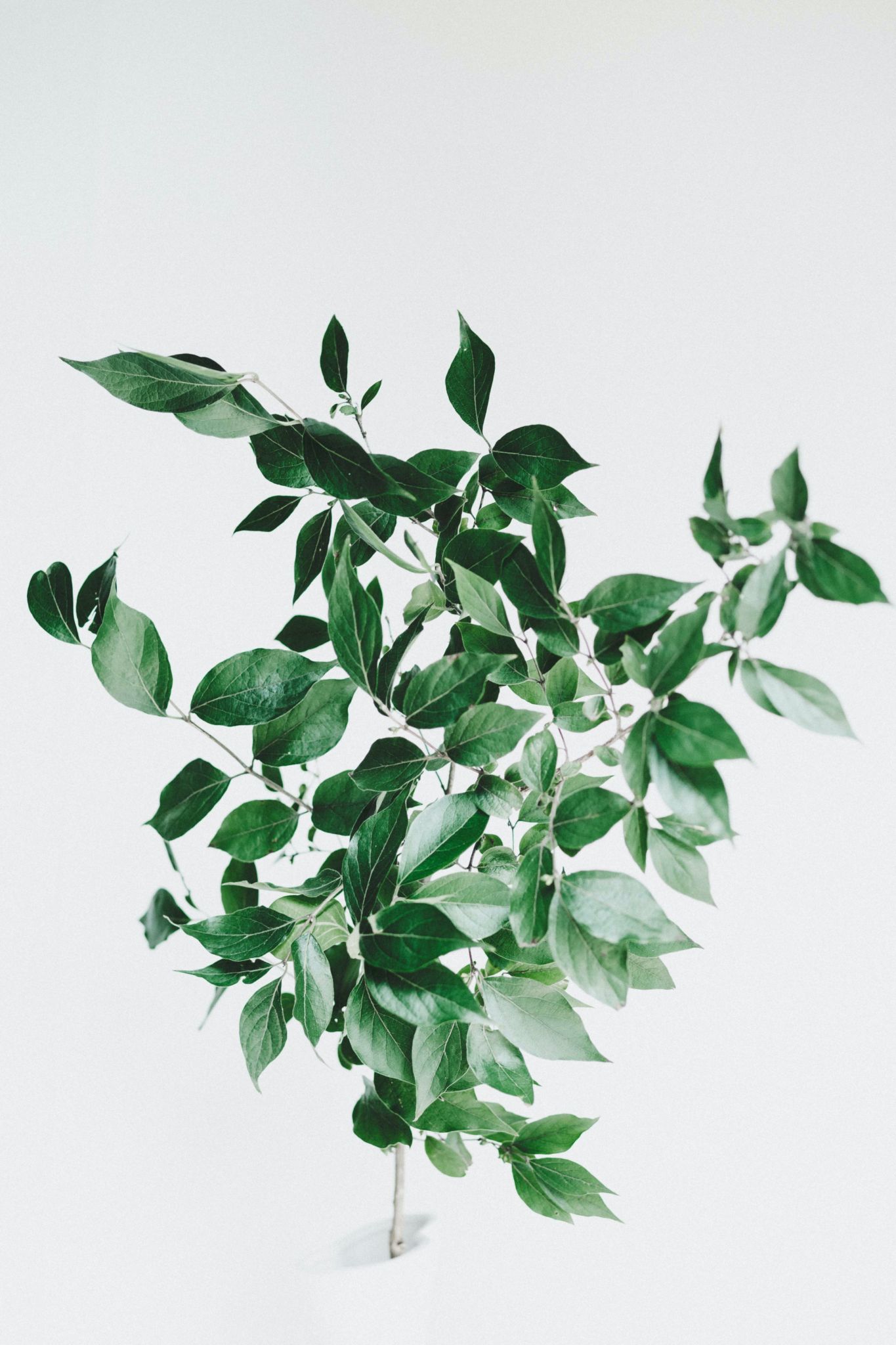 Stewardship Conversations - Topic of the day: Giving to God with Gratitude